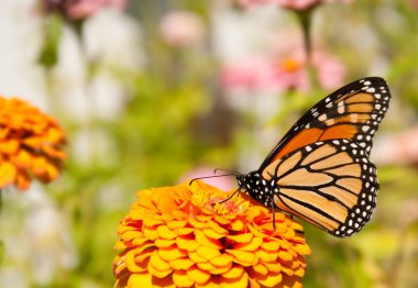 Beautiful Danaus plexippus, Monarch butterfly clipart