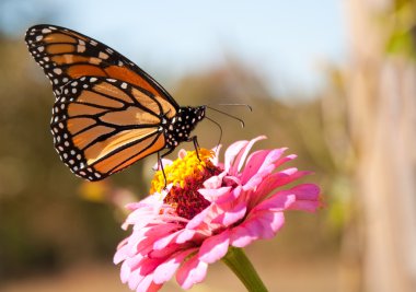 Migrating Monarch butterfly refueling on a bright pink Zinnia flower clipart