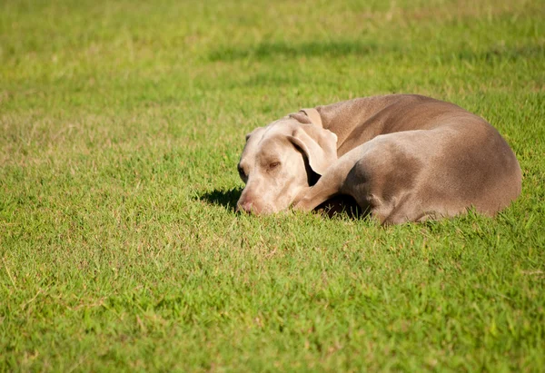 Веймаранерская собака спит на траве в солнечный летний день — стоковое фото