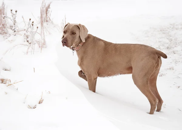 雪の吹きだまりにワイマラナー犬 — ストック写真