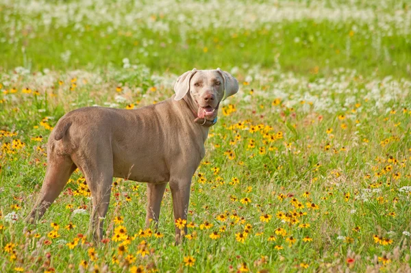Piękny pies Wyżeł weimarski patrząc na widza — Zdjęcie stockowe