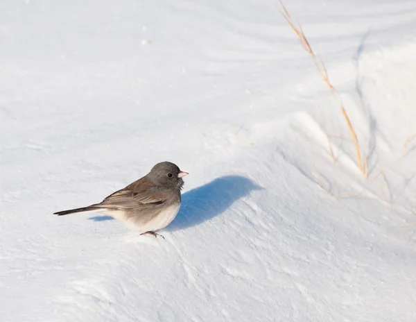 小小黑眼睛灯芯草雀在寒冷的冬天一天坐在雪上 — 图库照片
