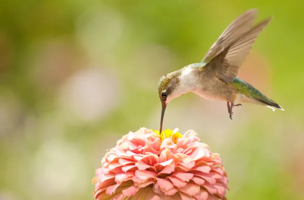 Juvenil masculino beija-flor pairando — Fotografia de Stock