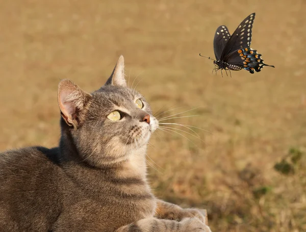 Красивая кошечка любопытно наблюдает за бабочкой в полете — стоковое фото