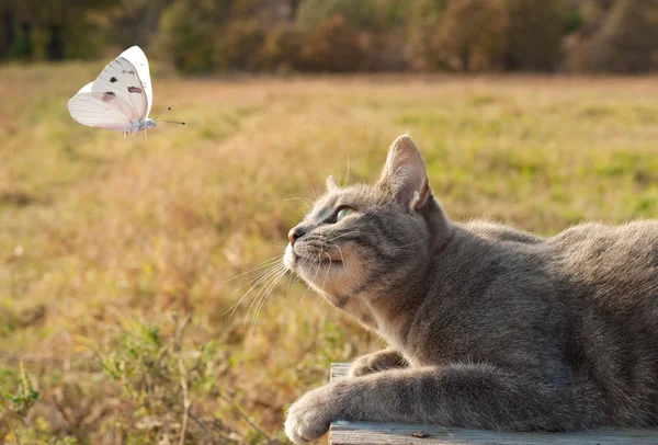 Голубая кошка-тэбби смотрит на белую бабочку — стоковое фото