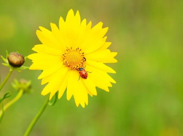 Ladybug on a yellow Coreopsis flower against green background — Stock Photo, Image