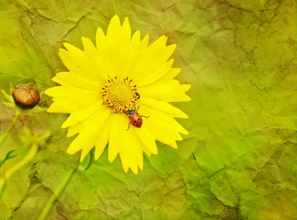 Abstract antique image of a ladybug on a yellow Coreopsis flower — Stock Photo, Image