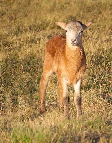 Beautiful little lamb in fall pasture — Stock Photo, Image