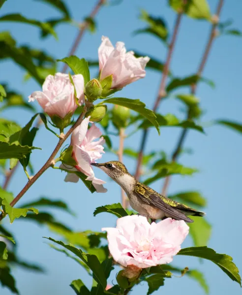 Fauler kleiner Kolibri sitzt auf einer Althea-Blume — Stockfoto