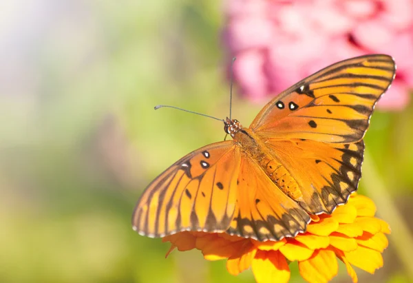 Dorsální pohled oranžové, stříbrné a černé zálivu fritillary motýl — Stock fotografie