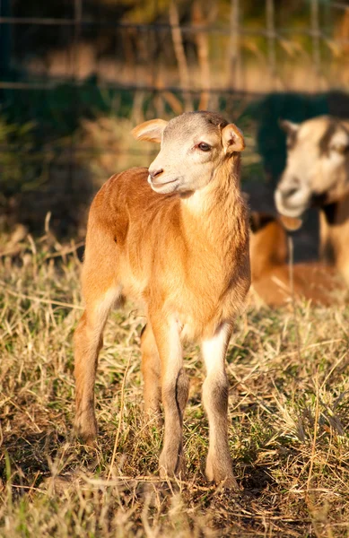 Aranyos kis bárány napsütésben — Stock Fotó
