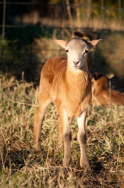Ein entzückendes Lamm in der Nachmittagssonne auf der Weide — Stockfoto