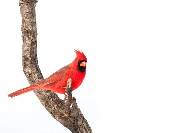 Güzel erkek Kuzey Kardinal bir ağaç bacak üzerinde oturan — Stok fotoğraf