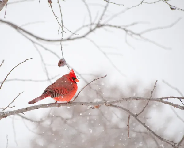 Parlak kırmızı erkek cardinalis cardinalis, Kuzey Kardinal — Stok fotoğraf