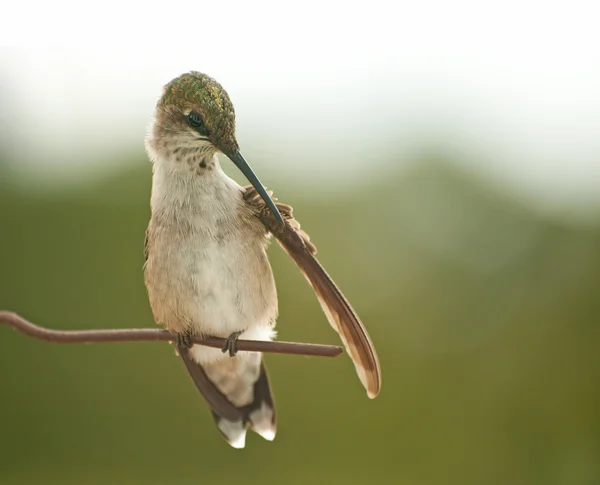 Winziger Kolibri, der seinen Flügel mit dem Schnabel pflegt — Stockfoto