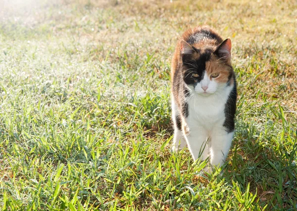 Krásná kočka kaliko chůze po orosené trávě — Stock fotografie