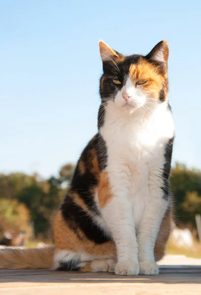Красива кішка Каліко сидить на ганку — стокове фото