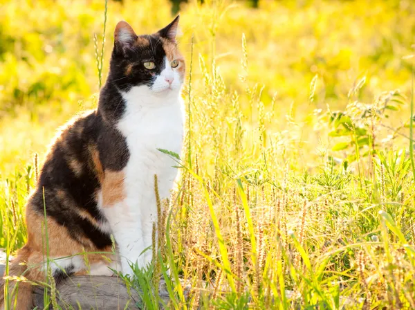 Bonito gato calico em grama alta com luz solar brilhante — Fotografia de Stock