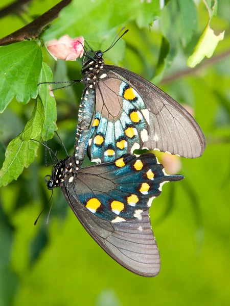 Zielony swallowtails krycia — Zdjęcie stockowe