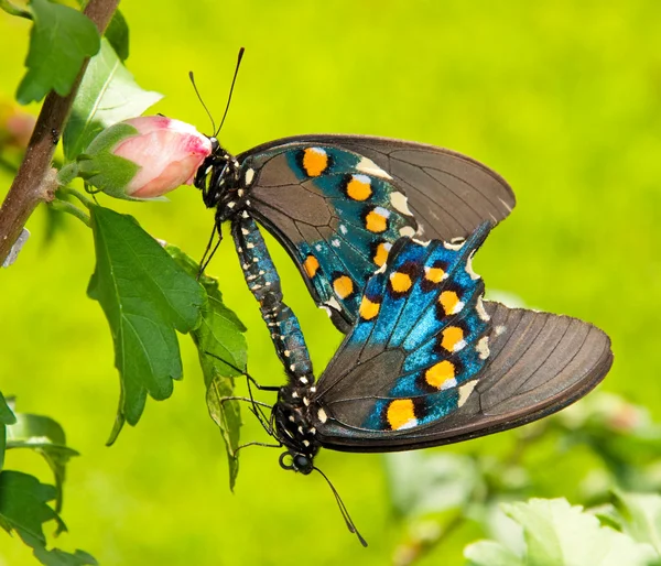 İki yeşil swallowtails çiftleşme — Stok fotoğraf