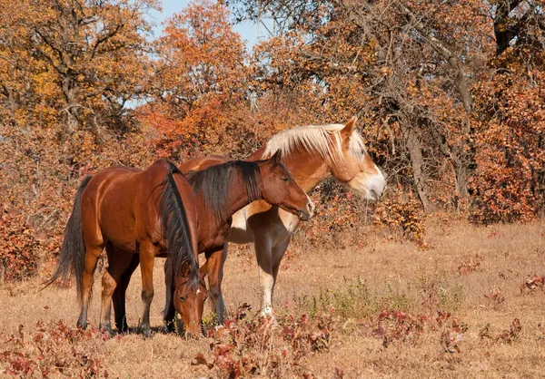 Tři koně, stojící blízko sebe v pádu pastviny — Stock fotografie