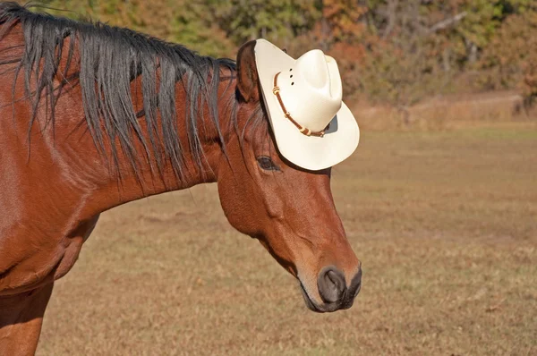 Image stupide d'un cheval arabe de baie portant un chapeau de cow-boy — Photo