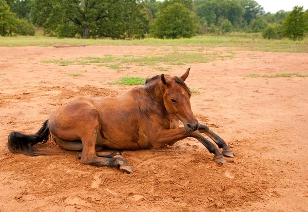 Um cavalo árabe coberto de sujeira levantando-se depois de um rolo agradável — Fotografia de Stock