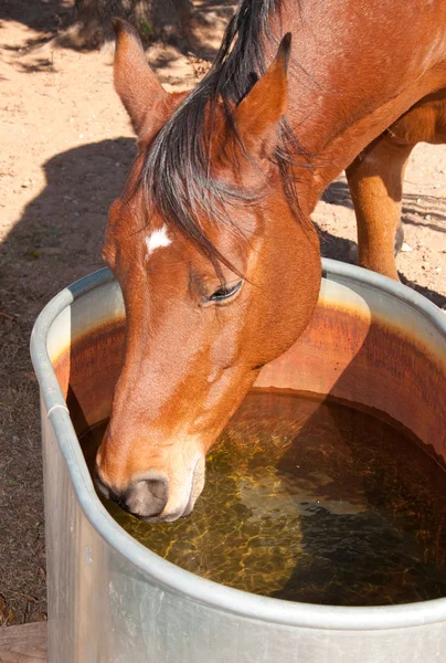 Bay Arabian horse drinking from a water trough — Stock Photo, Image