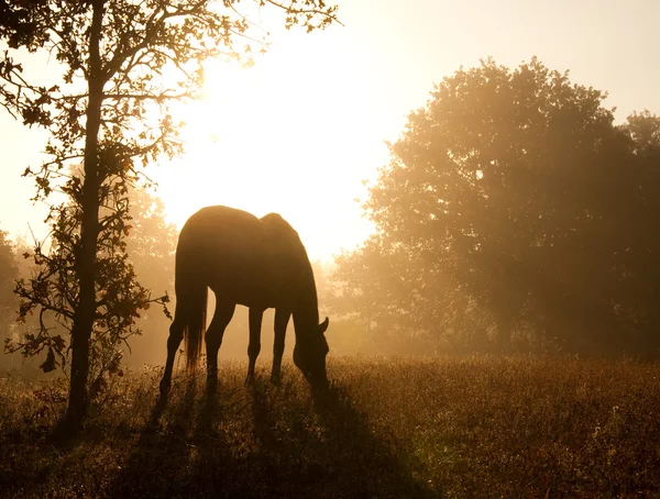 Silueta de un caballo de pastoreo contra el sol de la mañana — Foto de Stock