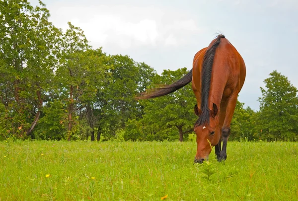 Bay Arabian horse grazing on lush green pasture — Stock Photo, Image