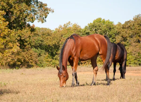 Baai Arabische paard in grasland — Stockfoto
