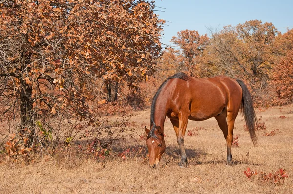 Baía vermelha Cavalo árabe pastando — Fotografia de Stock