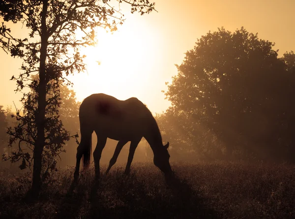 Peaceful image of a grazing horse against sunrise and thick fog in rich sep — Stock Photo, Image