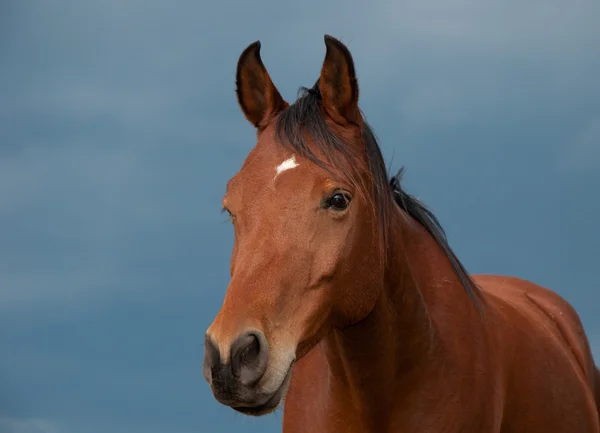 Hermoso caballo árabe de bahía contra cielos tormentosos — Foto de Stock