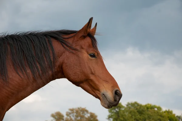 Bay Arabian horse against cloudy skies — Stock Photo, Image