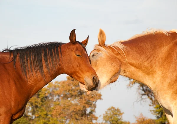 Zwei Pferde, die aussehen, als würden sie sich umarmen — Stockfoto