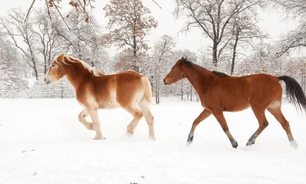 Twee paarden draven en spelen in sneeuw — Stockfoto