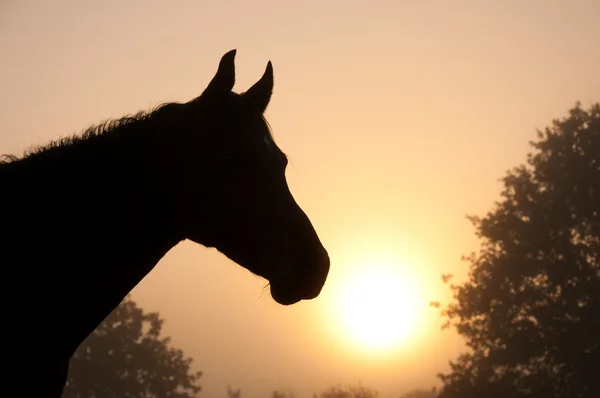 Hermosa imagen de la cabeza de un caballo árabe como silueta — Foto de Stock