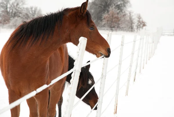 Bay häst äta is utanför ett staket wire på vintern efter en ice storm — Stockfoto