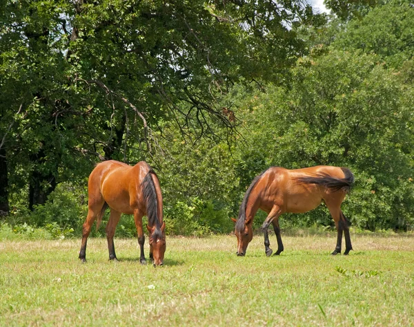 Dos hermosos y brillantes caballos árabes de la bahía pastando — Foto de Stock