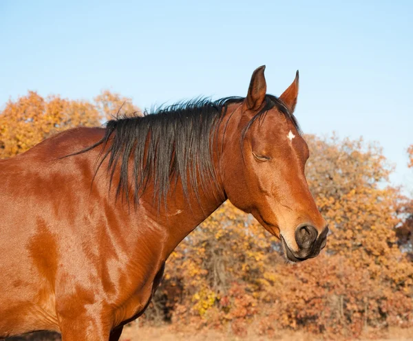 Rotes braunes arabisches Pferd macht ein Nickerchen in der Sonne — Stockfoto