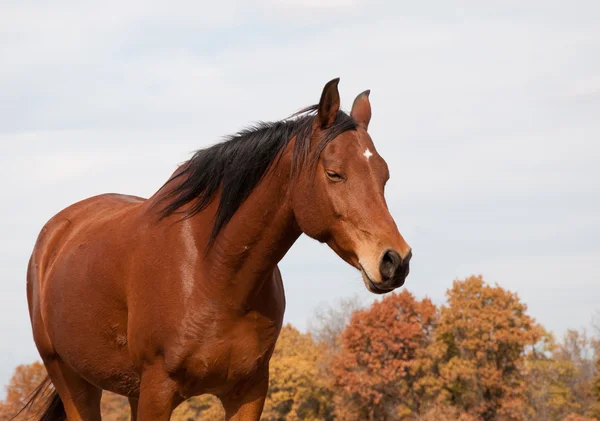 Czerwony koń Zatoka drzemał w upadek użytki zielone — Zdjęcie stockowe