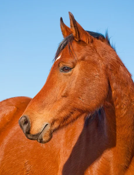 Perfil de un hermoso caballo árabe de bahía roja — Foto de Stock