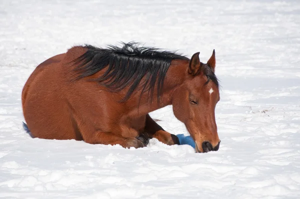 Red bay horse sleeping on snow — Stock Photo, Image