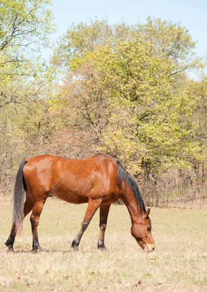 Röd bay häst i början av våren betesmark — Stockfoto