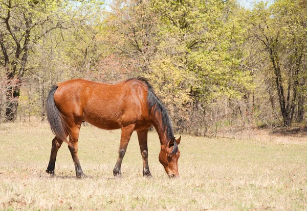 Bay horse in early spring pasture — Stock Photo, Image