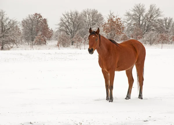 Un caballo árabe con su peludo abrigo de invierno — Foto de Stock