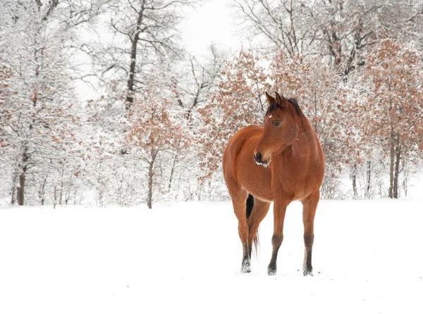 Baie cheval arabe dans la neige par une journée froide d'hiver — Photo