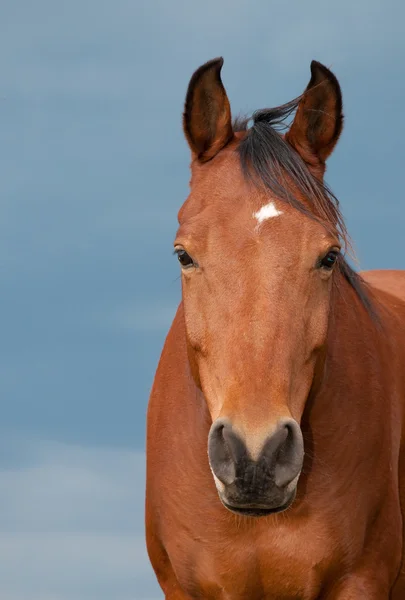 Head on -image of a bay Arabian with a small star — Stock Photo, Image