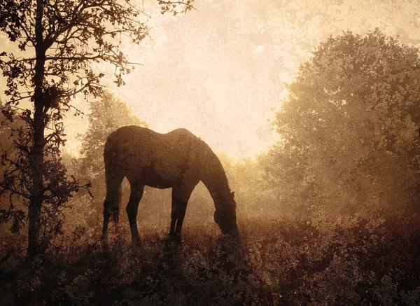 Stock image Silhouette of a grazing horse against sunrise